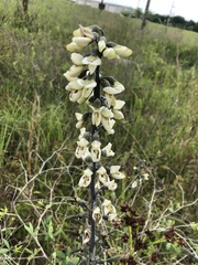 Baptisia alba macrophylla