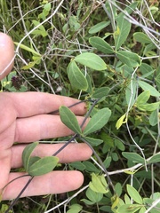 Baptisia alba macrophylla