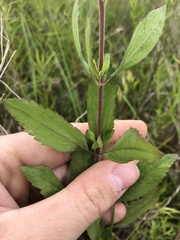 Eupatorium semiserratum
