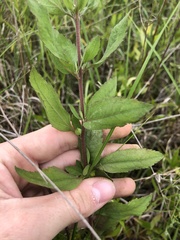 Eupatorium semiserratum
