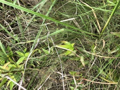 Eleocharis brittonii