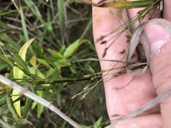 Eleocharis brittonii