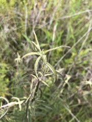 Eupatorium torreyanum