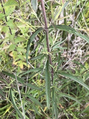 Eupatorium torreyanum