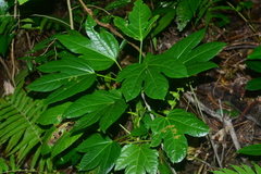 Osmoxylon pectinatum