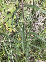 Eupatorium torreyanum