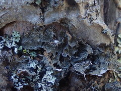 Pseudocyphellaria haywardiorum