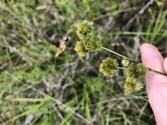 Juncus brachycarpus