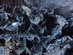 Pseudocyphellaria haywardiorum