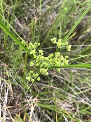 Cyperus pseudovegetus