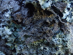 Pseudocyphellaria haywardiorum
