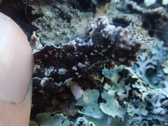 Pseudocyphellaria haywardiorum