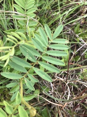 Tephrosia onobrychoides