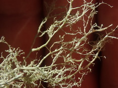 Ramalina australiensis