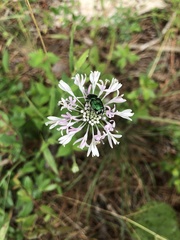 Marshallia trinervia