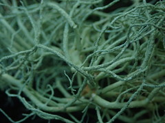 Usnea nidifica