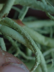 Usnea nidifica