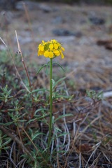 Erysimum perenne