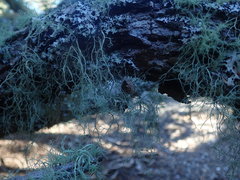 Ramalina australiensis