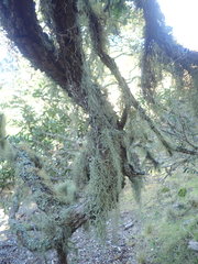 Usnea nidifica