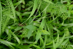 Pycnanthemum setosum