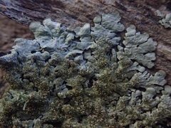 Hypotrachyna imbricatula