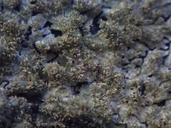 Hypotrachyna imbricatula