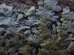 Hypotrachyna imbricatula