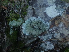 Parmotrema subtinctorium