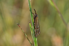 Chrysocramboides craterella