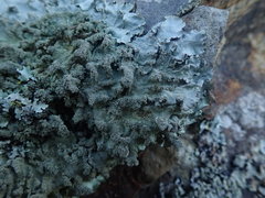 Parmotrema subtinctorium