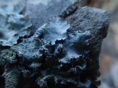 Parmotrema subtinctorium