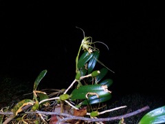 Bulbophyllum vaginatum