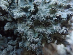 Parmotrema subtinctorium