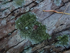 Hypotrachyna imbricatula