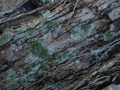 Hypotrachyna imbricatula