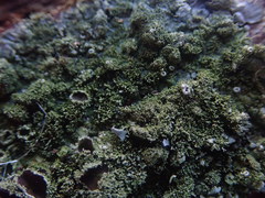 Hypotrachyna imbricatula