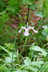 Iris prismatica