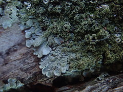 Hypotrachyna imbricatula