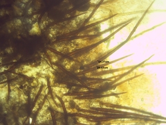 Scutellinia vitreola