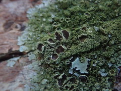 Hypotrachyna imbricatula