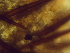 Scutellinia vitreola