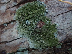 Hypotrachyna imbricatula