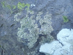 Pseudocyphellaria neglecta