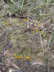 Clavulinopsis amoena