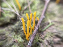 Clavulinopsis amoena