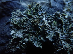 Pseudocyphellaria neglecta
