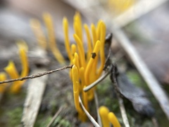 Clavulinopsis amoena