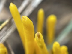 Clavulinopsis amoena