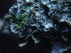 Pseudocyphellaria neglecta